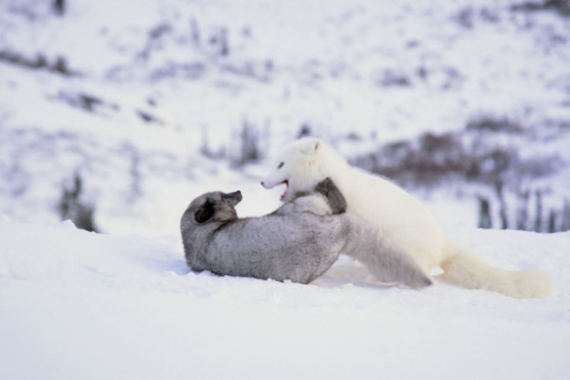 Virginie Efira raconte Kina et Yuk, renards de la banquise : bande-annonce