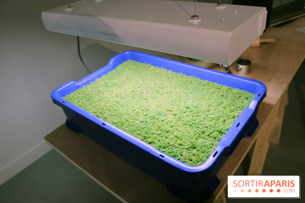 Agoramania, l'exposition gratuite du Maif Social Club