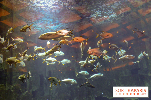 Les 60 ans de LEGO® à l'Aquarium de Paris