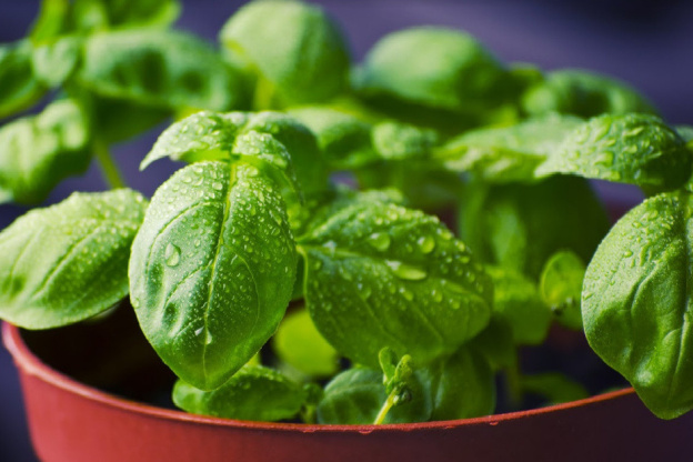 Vente exceptionnelle de plantes Aromatiques, Potagères, et d'Intérieur les 12 et 13 Mai 2018