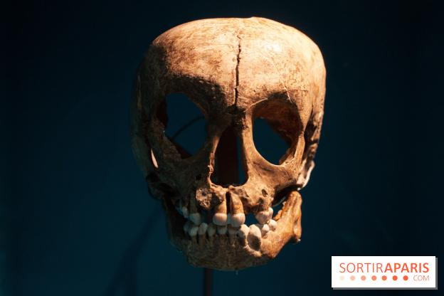 Exposition Néanderthal au Musée de l'Homme