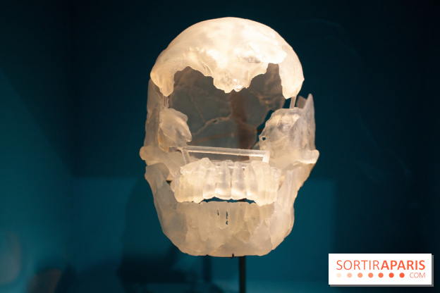 Exposition Néanderthal au Musée de l'Homme