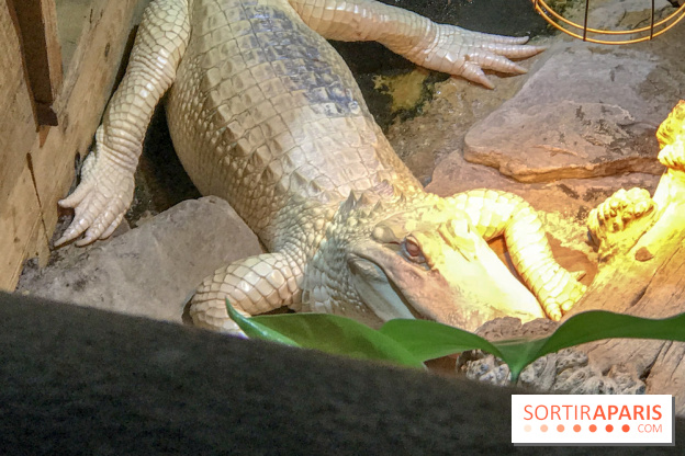 L'Aquarium de la Porte Dorée se renouvelle