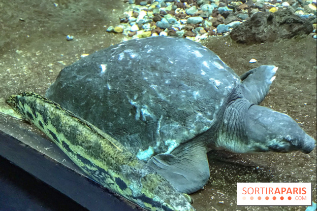 L'Aquarium de la Porte Dorée se renouvelle