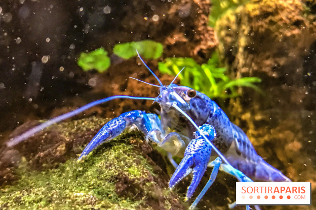L'Aquarium de la Porte Dorée se renouvelle