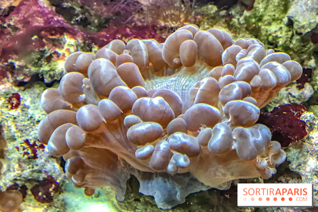 L'Aquarium de la Porte Dorée se renouvelle