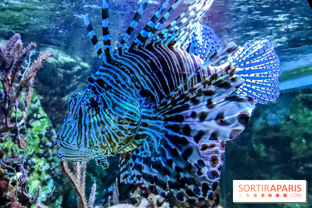 L'Aquarium de la Porte Dorée se renouvelle