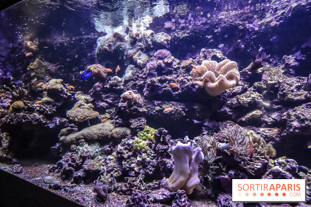L'Aquarium de la Porte Dorée se renouvelle
