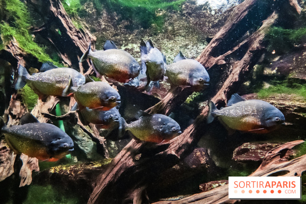 L'Aquarium de la Porte Dorée se renouvelle