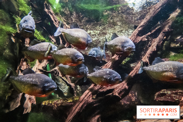 L'Aquarium de la Porte Dorée se renouvelle