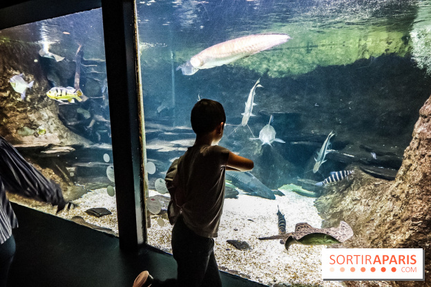 L'Aquarium de la Porte Dorée se renouvelle