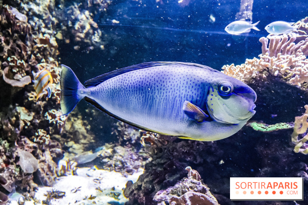 L'Aquarium de la Porte Dorée se renouvelle