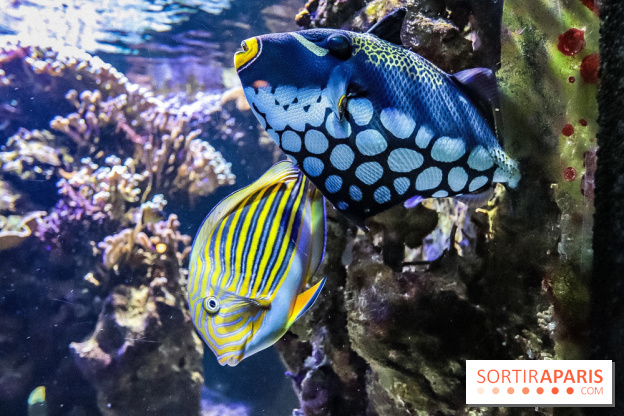 L'Aquarium de la Porte Dorée se renouvelle