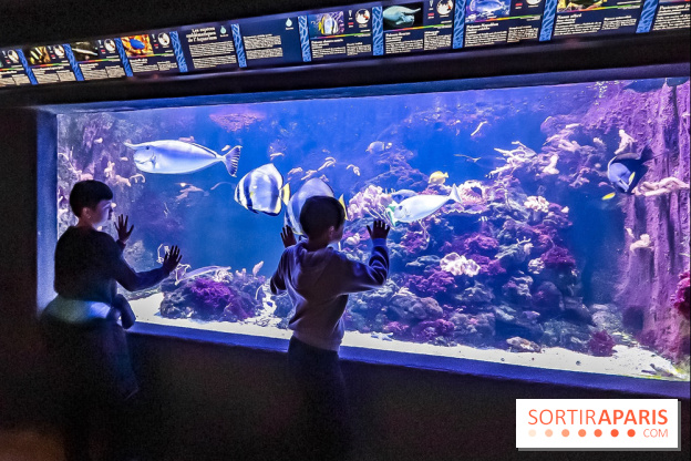 L'Aquarium de la Porte Dorée se renouvelle