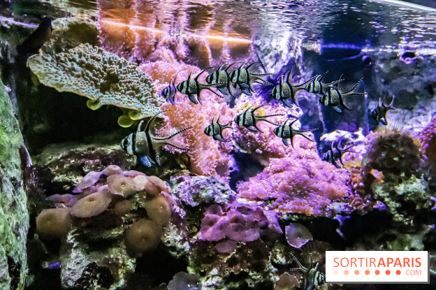L'Aquarium de la Porte Dorée se renouvelle