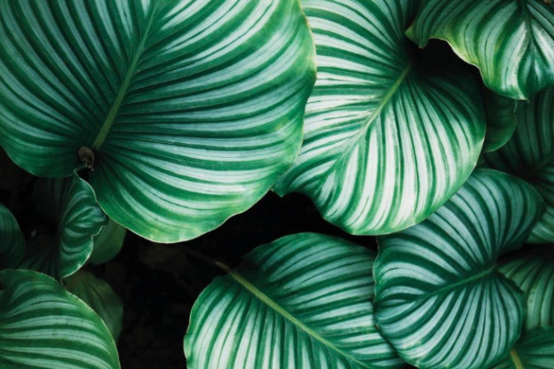 Première vente de plantes pour célibataires à Paris