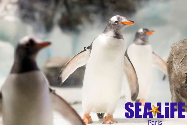 Arrivée de deux nouveaux manchots papous chez Sea Life Paris 
