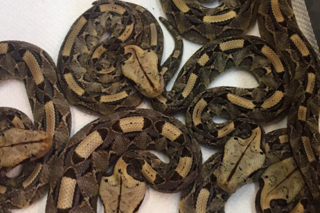 Naissance de 30 serpenteaux au Palais de la découverte