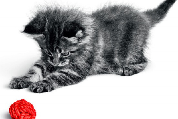 Des ateliers et des animations sur les chatons à la Gare Saint Lazare