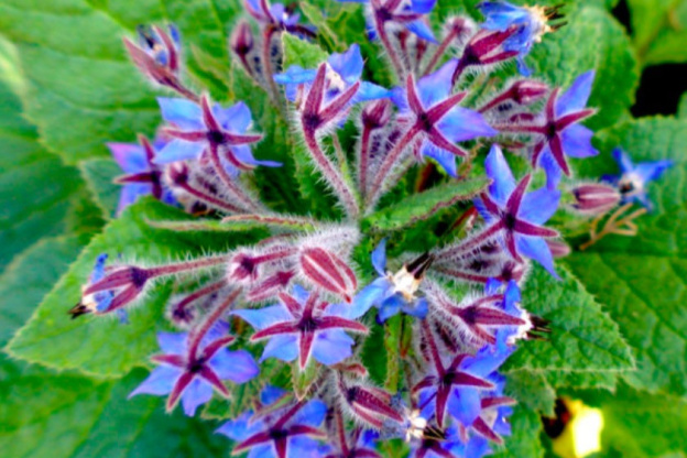 Vente flash de plantes by La Butineuse et pop-up store en juin