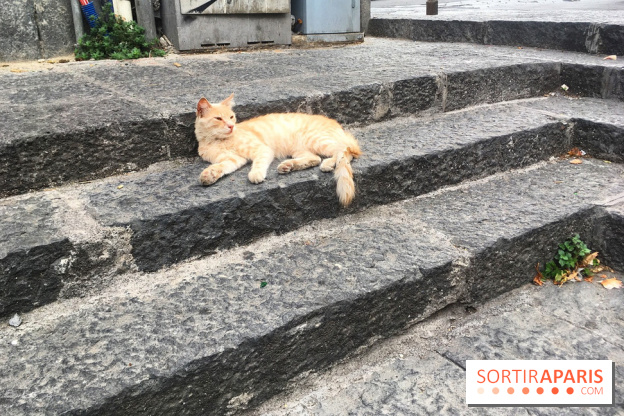 Plus de 7000 animaux en attente d'adoption, les refuges de la SPA saturés