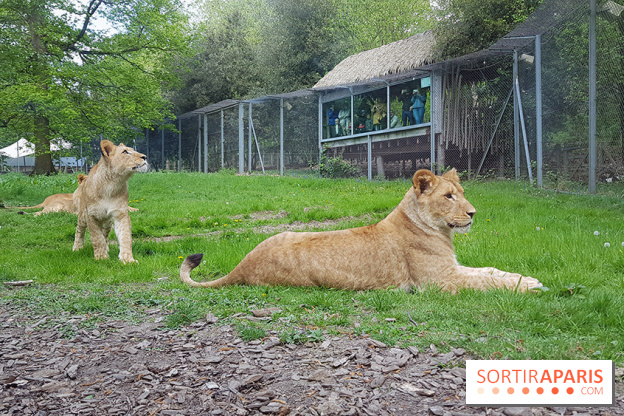 Zoo de Thoiry 2018 : les photos