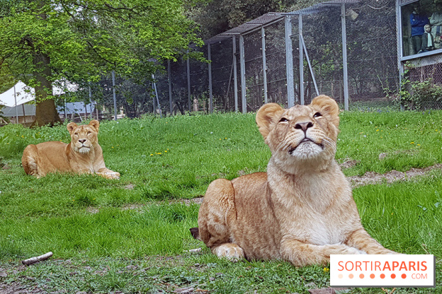 Zoo de Thoiry 2018 : les photos