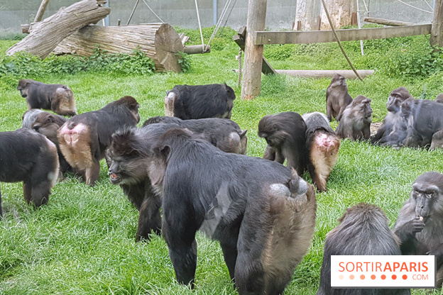 Zoo de Thoiry 2018 : les photos