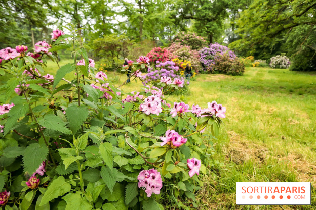 L'Arboretum de Versailles - Chevreloup