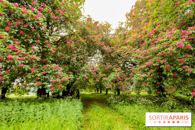 L'Arboretum de Versailles - Chevreloup