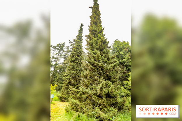 L'Arboretum de Versailles - Chevreloup