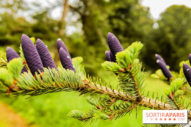 L'Arboretum de Versailles - Chevreloup