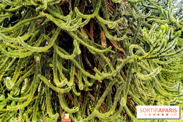 L'Arboretum de Versailles - Chevreloup