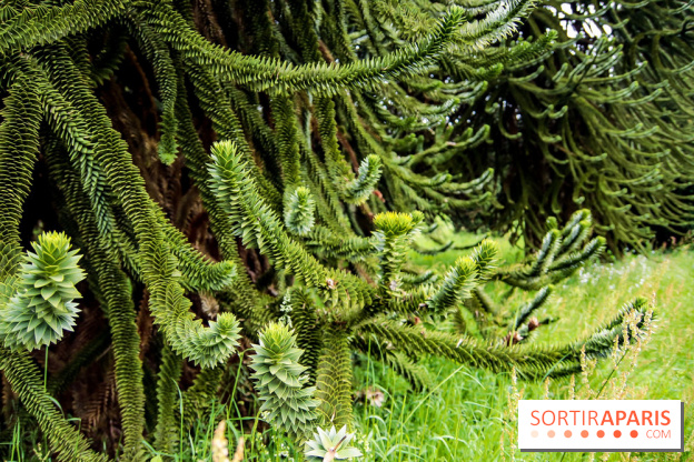 L'Arboretum de Versailles - Chevreloup