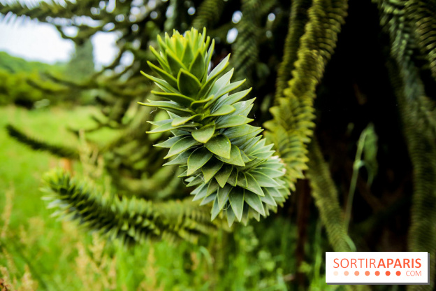 L'Arboretum de Versailles - Chevreloup