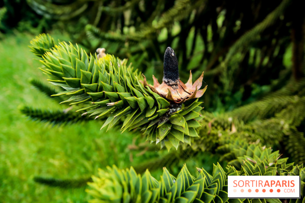 L'Arboretum de Versailles - Chevreloup