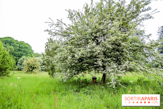 L'Arboretum de Versailles - Chevreloup