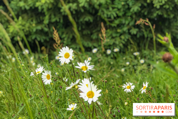 L'Arboretum de Versailles - Chevreloup