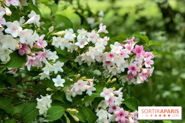 L'Arboretum de Versailles - Chevreloup