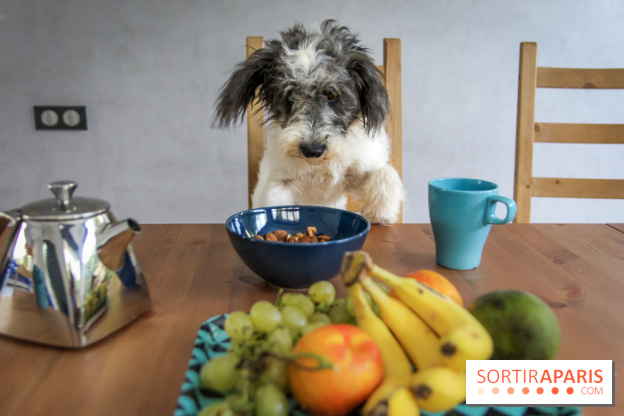 Cafe des chiens, café à chien, bar à chien