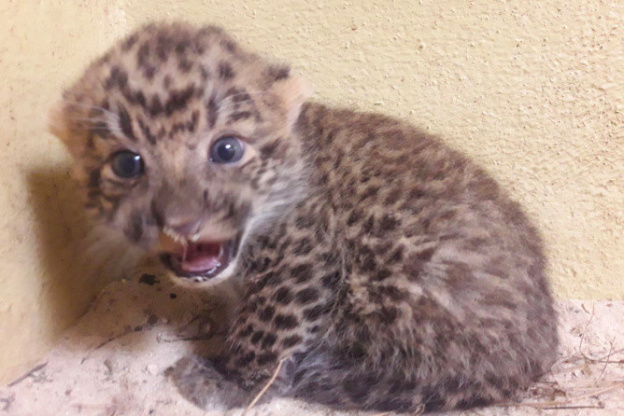 Des bébés panthères de Chine au Zoosafari de Thoiry