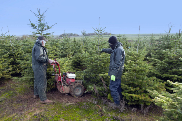 Noël 2020 : notre best of des Sapins de Noël made in France