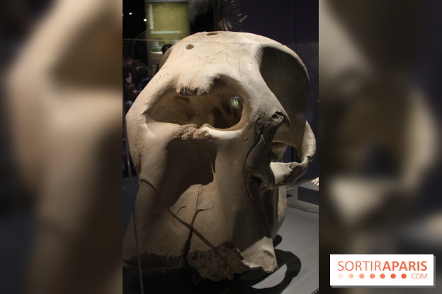 Dinosaure, la vie en grand au Muséum