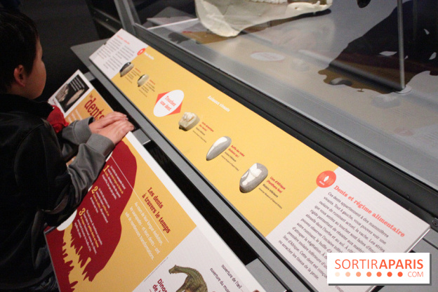 Dinosaure, la vie en grand au Muséum