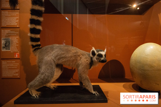 Exposition Madagascar au musée du Quai Branly 