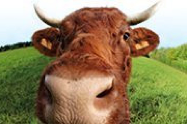 Des animations pour les enfants au Salon de l'Agriculture 2010