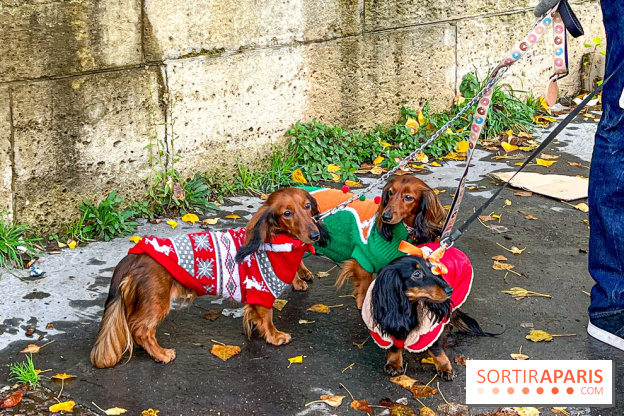 Paris Sausage Walk 2023 : la marche des teckels de retour dans la capitale, pour la bonne cause !