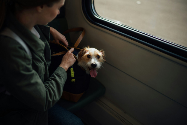 Animaux dans le RER ou le Métro : quelles sont les règles ?