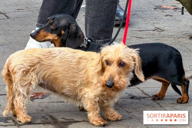 Paris Sausage Walk 2026 : la marche des teckels s'offre les Champs-Élysées pour la première fois !