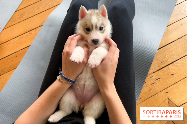 Puppy Yoga Paris, des séances de yoga tout en câlins avec d'adorables chiots - Prochaines dates
